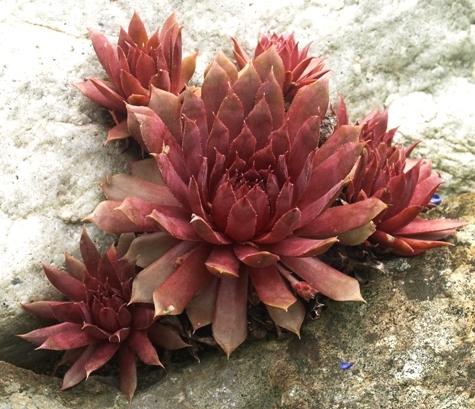 Photo of Hen and Chicks (Sempervivum 'Royal Ruby') uploaded by plantrob