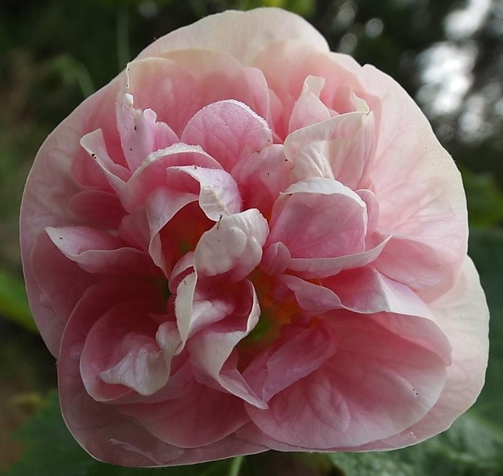 Photo of Double Flowering Maple (Abutilon 'Victorian Lady') uploaded by poisondartfrog
