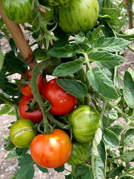 Photo of Tomato (Solanum lycopersicum 'Tigerella') uploaded by robertduval14