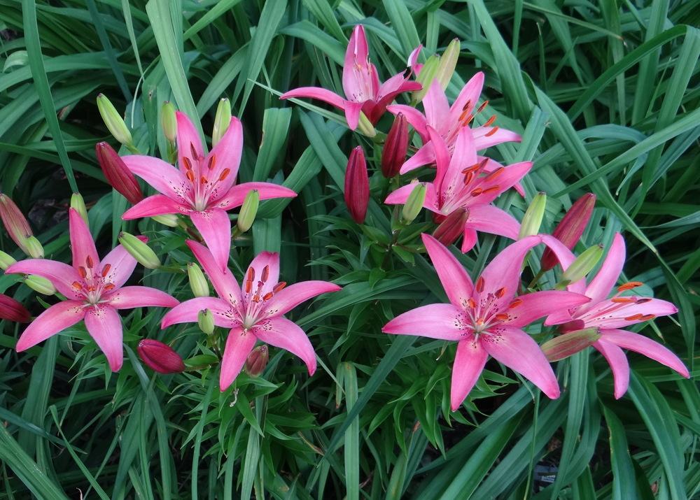Photo of Lily (Lilium 'Pink Pixie') uploaded by stilldew