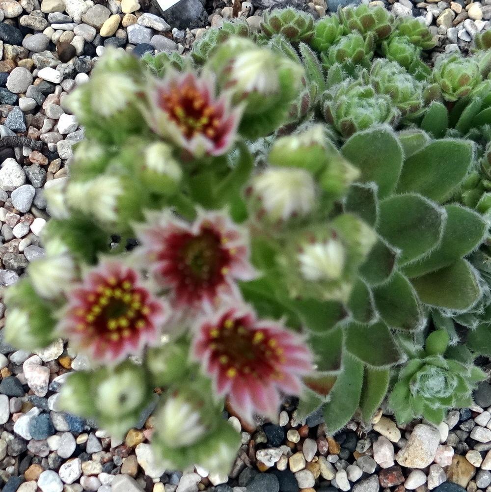 Photo of Hen and Chicks (Sempervivum 'Silver Thaw') uploaded by stilldew