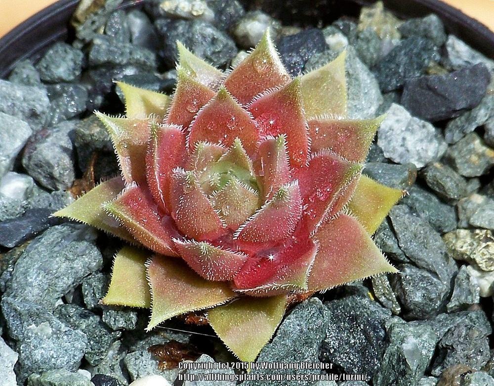 Photo of Hen and Chicks (Sempervivum 'Vanto') uploaded by turini
