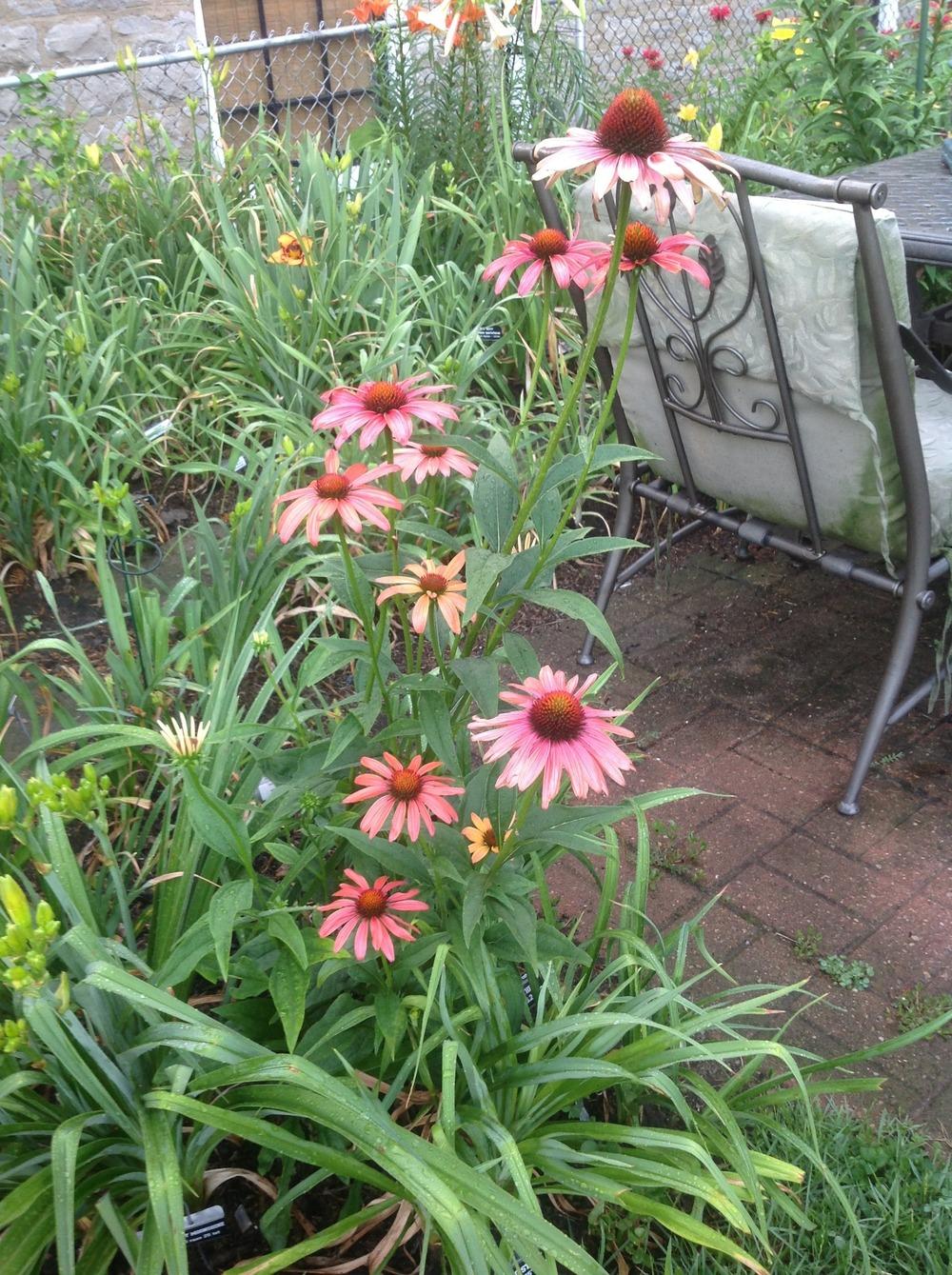 Photo of Coneflower (Echinacea 'Hot Summer') uploaded by Lilydaydreamer
