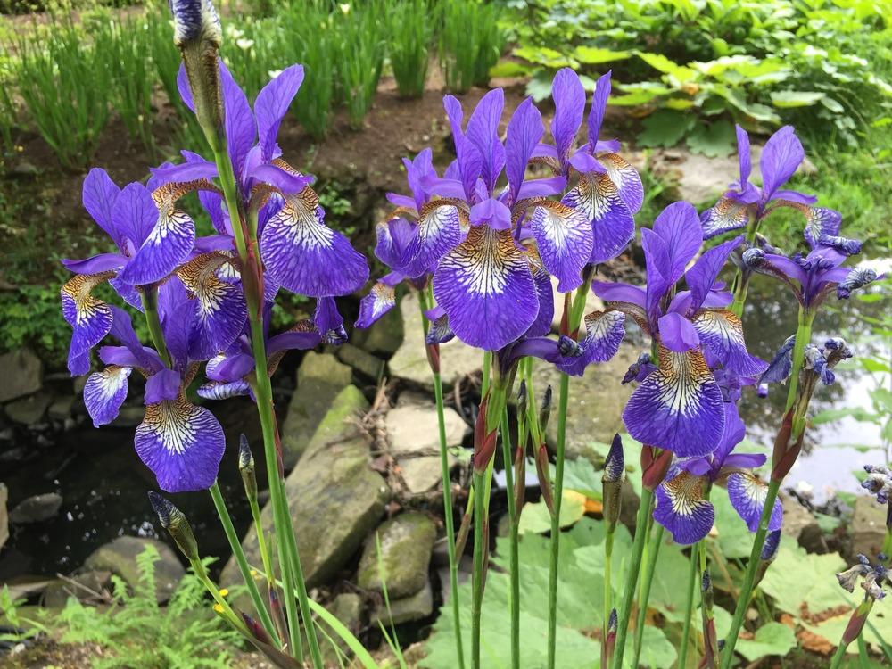Photo of Siberian Iris (Iris 'Teal Velvet') uploaded by LynneHTx