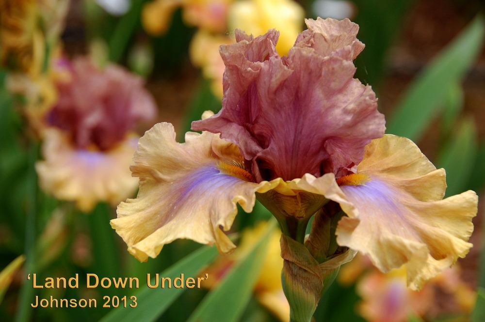Photo of Tall Bearded Iris (Iris 'Land Down Under') uploaded by Mikey