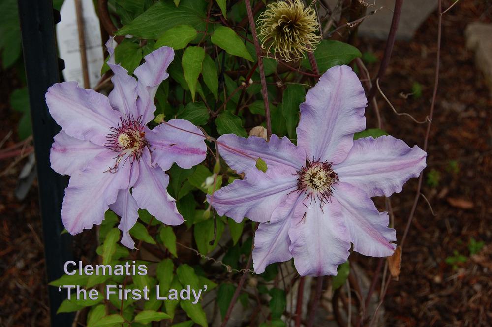 Photo of Clematis 'The First Lady' uploaded by Mikey