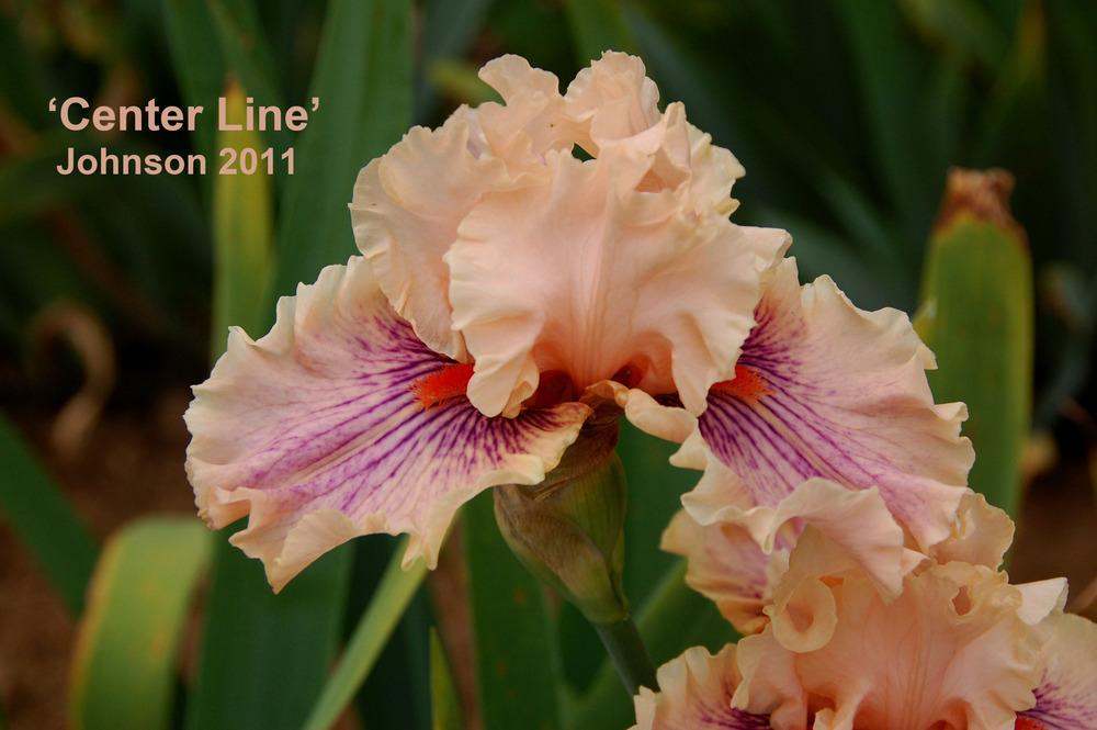 Photo of Tall Bearded Iris (Iris 'Center Line') uploaded by Mikey