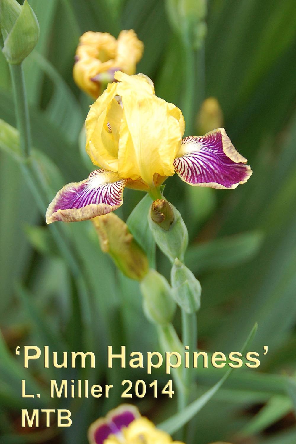 Photo of Miniature Tall Bearded Iris (Iris 'Plum Happiness') uploaded by Mikey
