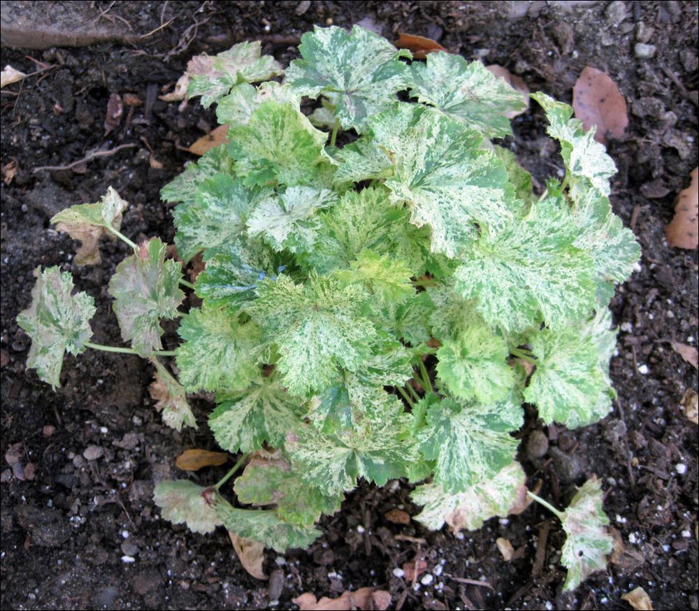 Photo of Coral Bells (Heuchera sanguinea 'Snow Angel') uploaded by Polymerous