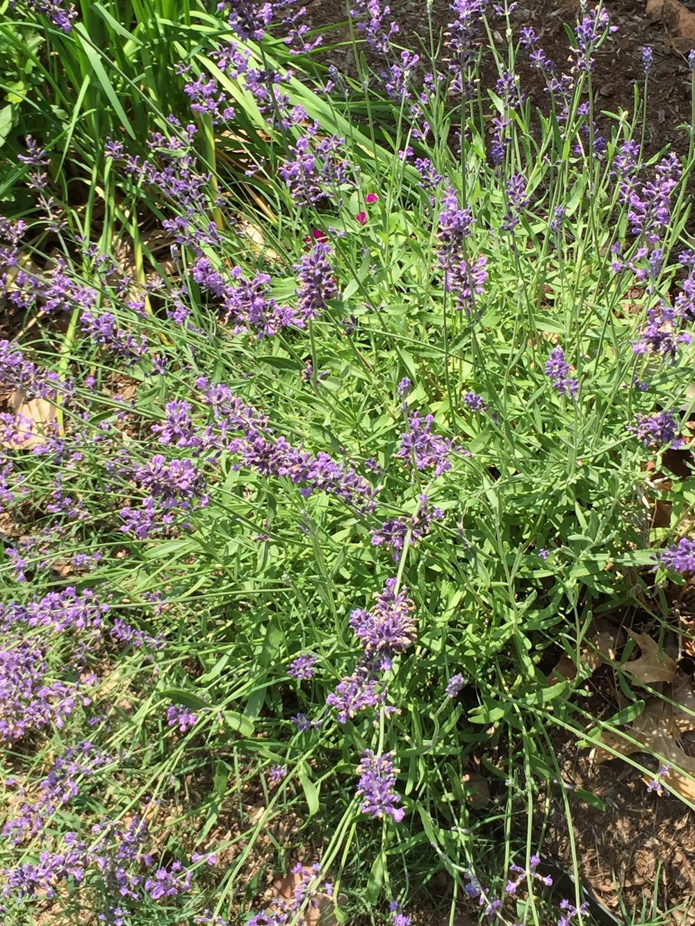 Photo of English Lavender (Lavandula angustifolia 'Munstead') uploaded by SCButtercup