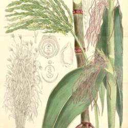 
Date: 2013-02-10
Zea luxurians Curtis’s Botanical Magazine 1879