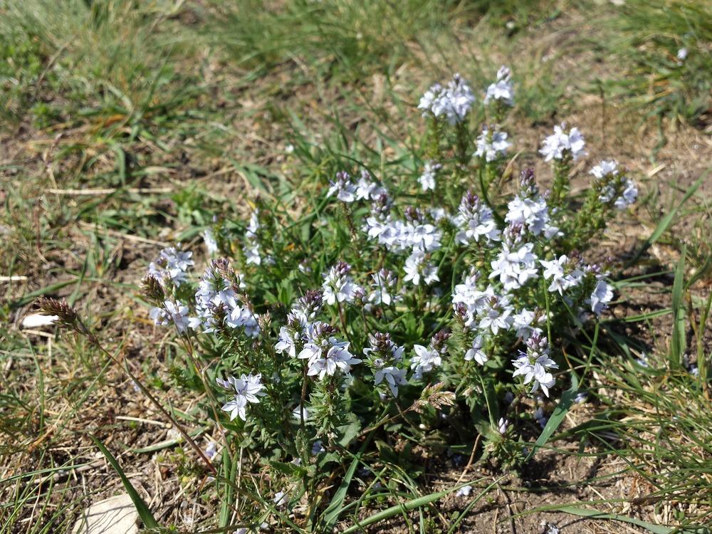 Photo of Prostrate Speedwell (Veronica prostrata) uploaded by admin