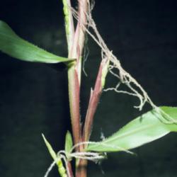 Location: The diploid perennial teosinte produces pistillate spikelets both in the axils of leaves along the main stem and at the ends of the main branches where staminate spikelets then terminate the spike.The diploid perennial teosinte produces pistillate spikelets both in the axils of leaves along the main stem and at the ends of the main branches where staminate spikelets then terminate the spike.
Credit Matt Lavin
