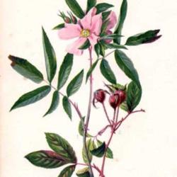 
Rosa carolina L. Prang, 1879