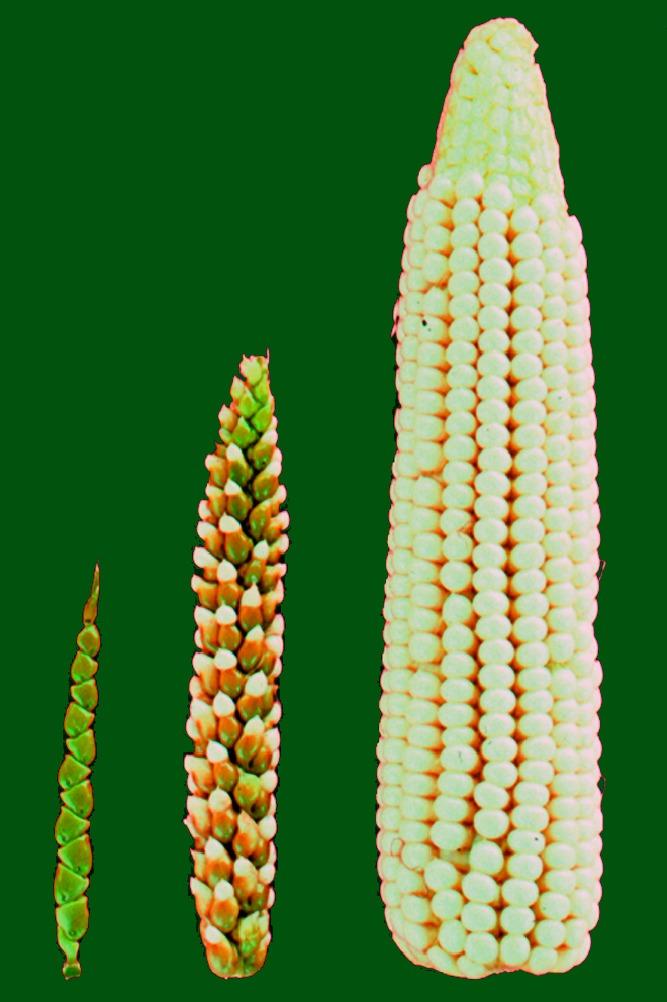 Photo of Corn (Zea) uploaded by admin