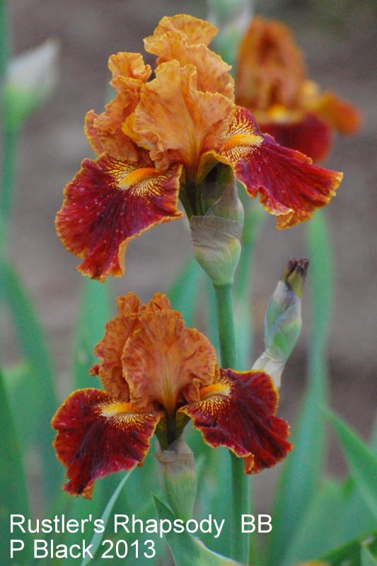 Photo of Border Bearded Iris (Iris 'Rustler's Rhapsody') uploaded by coboro