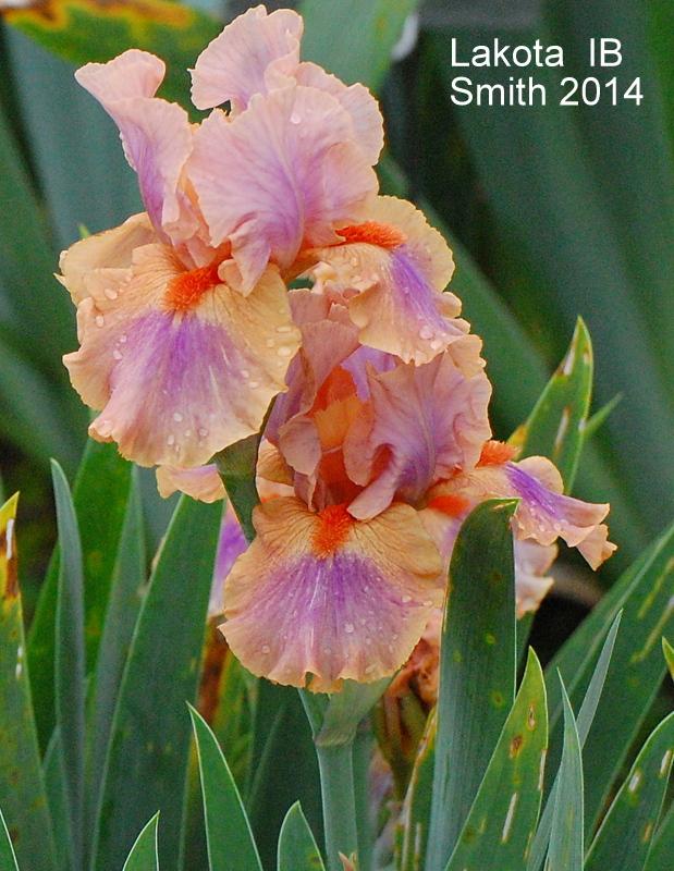 Photo of Intermediate Bearded Iris (Iris 'Lakota') uploaded by coboro