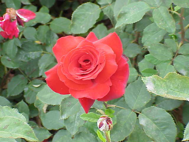 Photo of Rose (Rosa 'Royal William') uploaded by robertduval14