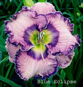Photo of Daylily (Hemerocallis 'Blue Eclipse') uploaded by Calif_Sue
