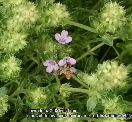 Photo of Creeping Thyme (Thymus serpyllum) uploaded by Catmint20906