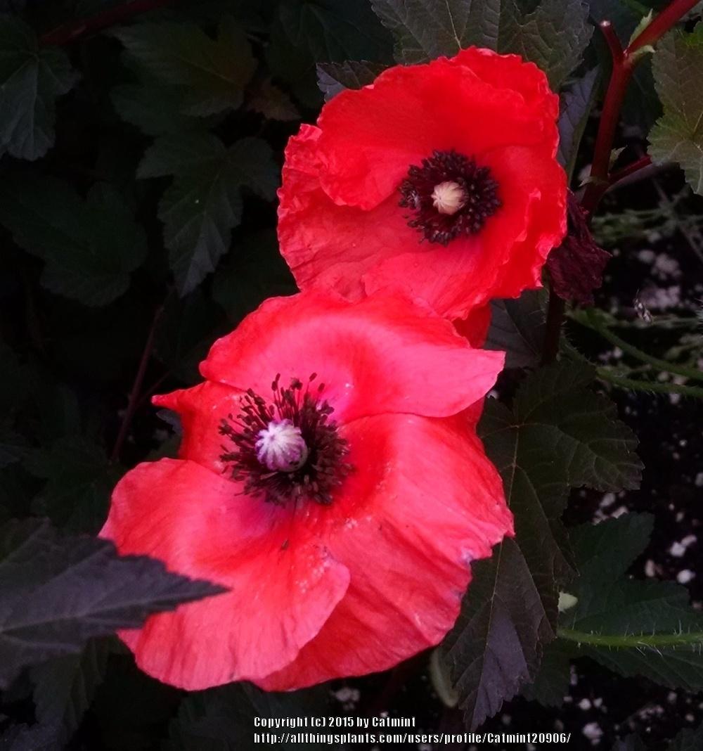 Photo of Field Poppy (Papaver rhoeas) uploaded by Catmint20906