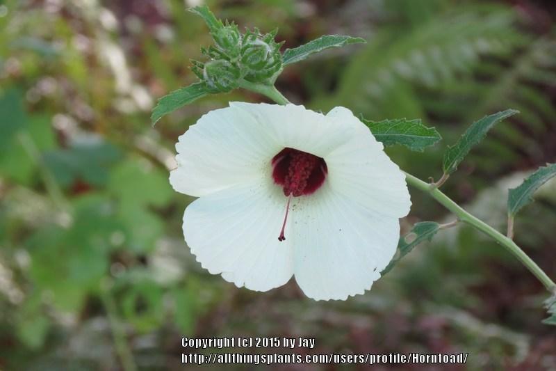Photo of Comfortroot (Hibiscus aculeatus) uploaded by Horntoad