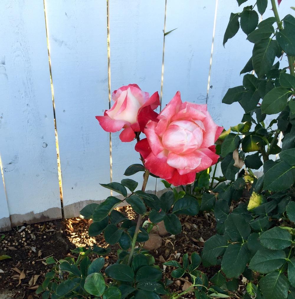 Photo of Hybrid Tea Rose (Rosa 'Double Delight') uploaded by Mark619