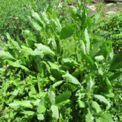 High Summer -- going gangbusters with other herbs intertwined