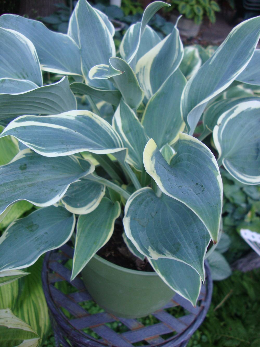 Photo of Hosta 'First Frost' uploaded by Paul2032