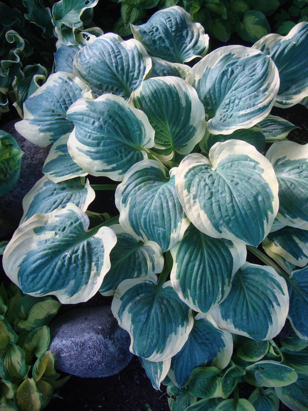 Photo of Hosta 'Broad Band 1' uploaded by Paul2032