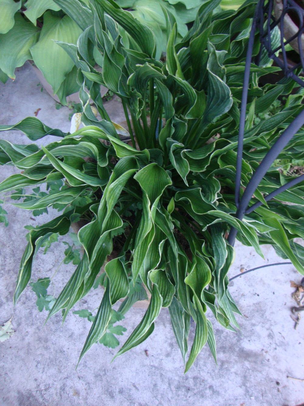 Photo of Hosta 'Praying Hands' uploaded by Paul2032