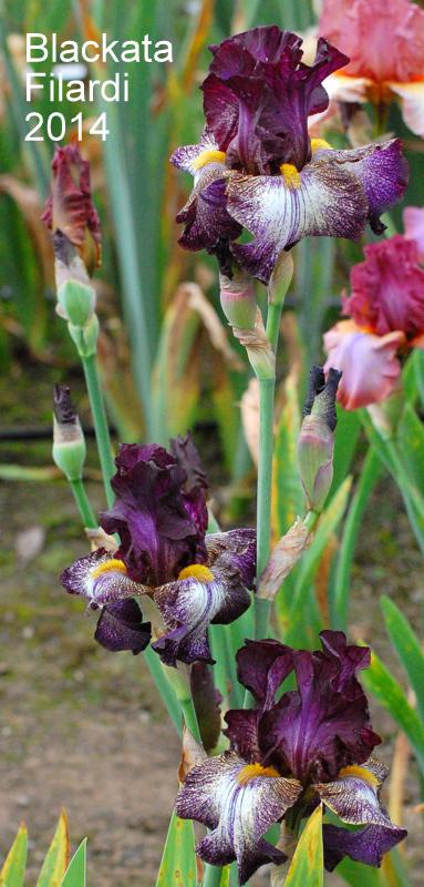 Photo of Tall Bearded Iris (Iris 'Blackata') uploaded by coboro