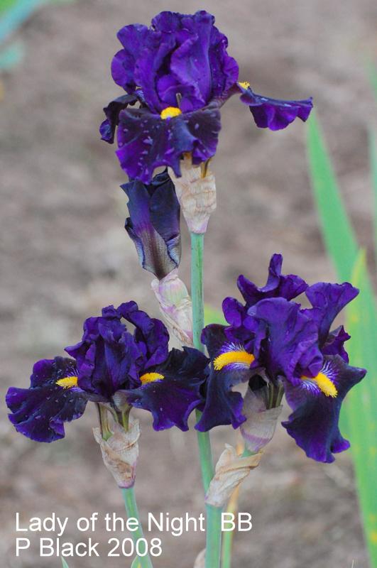 Photo of Border Bearded Iris (Iris 'Lady of the Night') uploaded by coboro