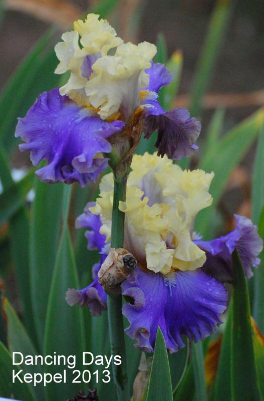 Photo of Tall Bearded Iris (Iris 'Dancing Days') uploaded by coboro