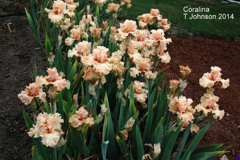 Photo of Tall Bearded Iris (Iris 'Coralina') uploaded by coboro