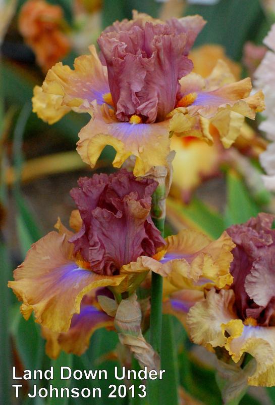 Photo of Tall Bearded Iris (Iris 'Land Down Under') uploaded by coboro