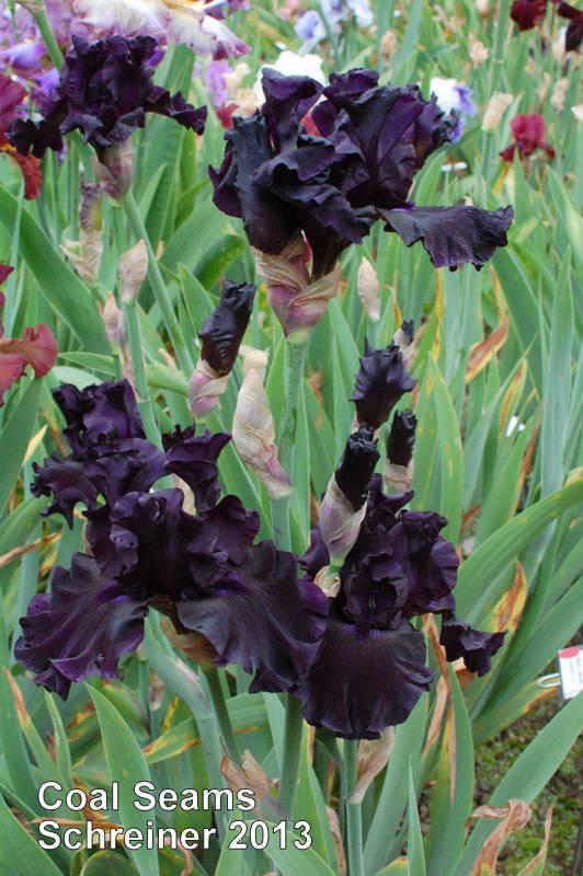 Photo of Tall Bearded Iris (Iris 'Coal Seams') uploaded by coboro
