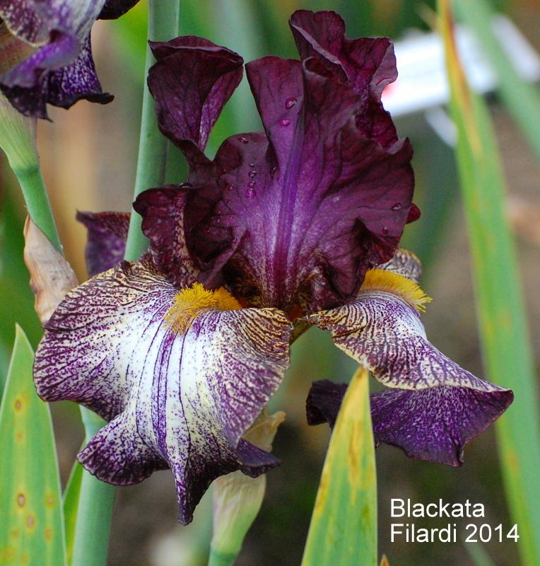 Photo of Tall Bearded Iris (Iris 'Blackata') uploaded by coboro