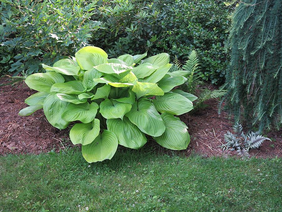 Photo of Hosta 'Sum and Substance' uploaded by eclayne