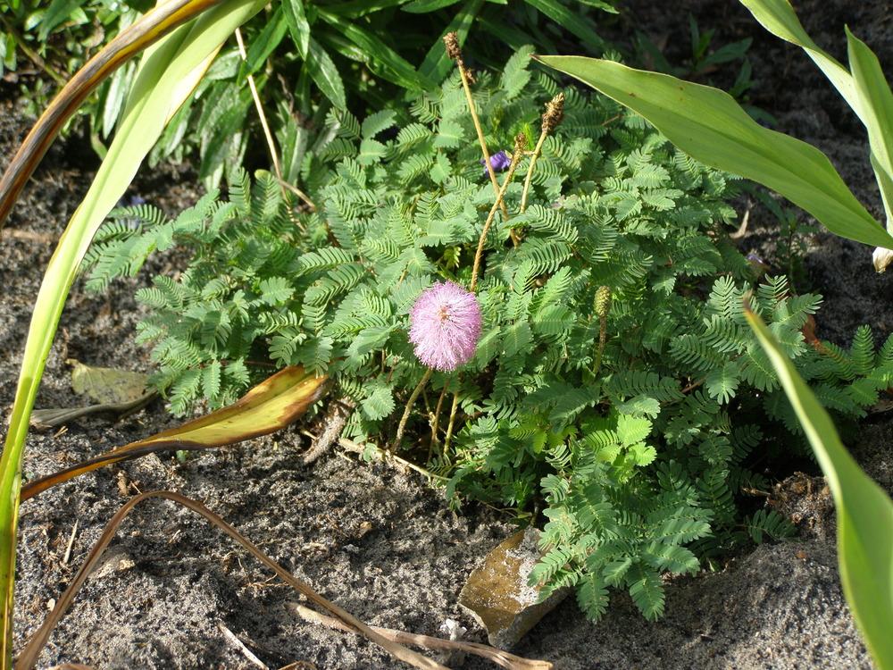 Photo of Sensitive Plant (Mimosa pudica) uploaded by hawkarica