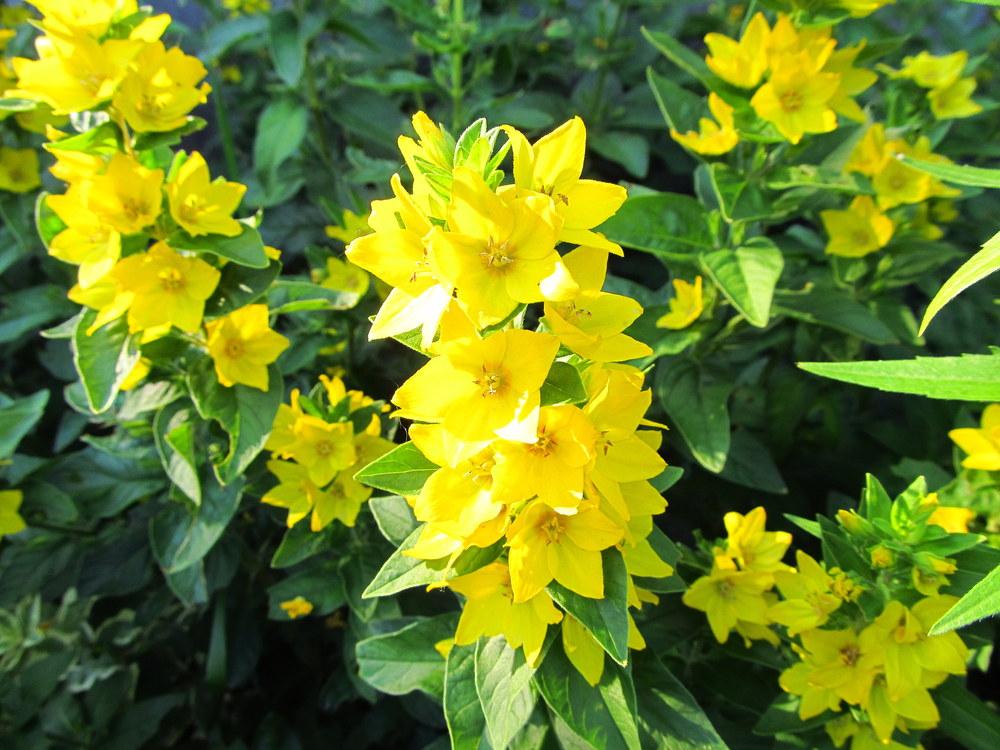 Photo of Variegated Yellow Loosestrife (Lysimachia punctata 'Alexander') uploaded by jmorth