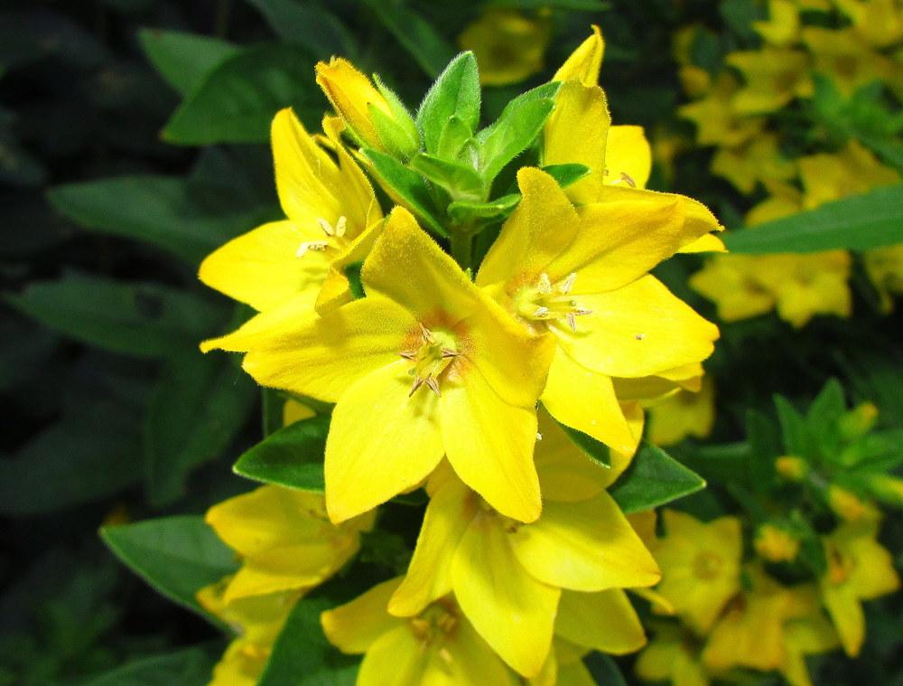 Photo of Variegated Yellow Loosestrife (Lysimachia punctata 'Alexander') uploaded by jmorth