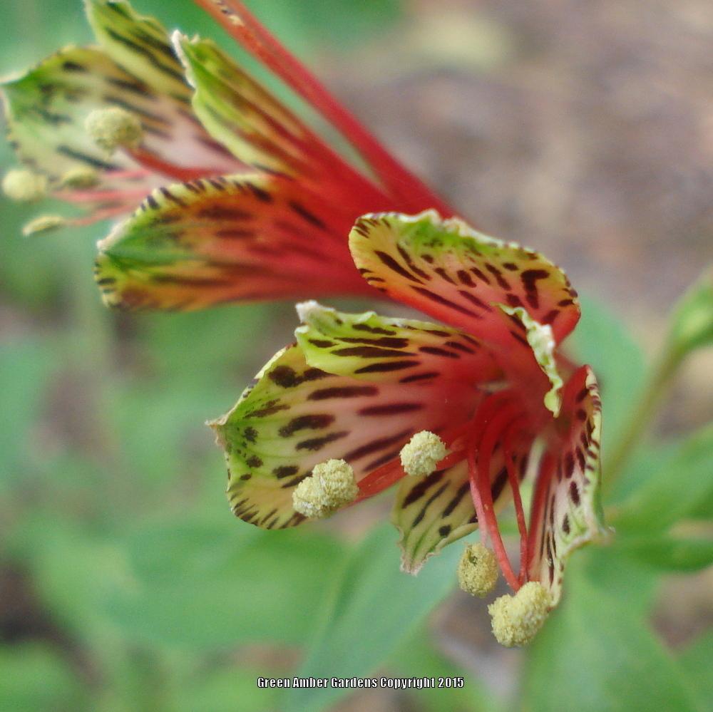 Photo of Peruvian Lily (Alstroemeria psittacina) uploaded by lovemyhouse