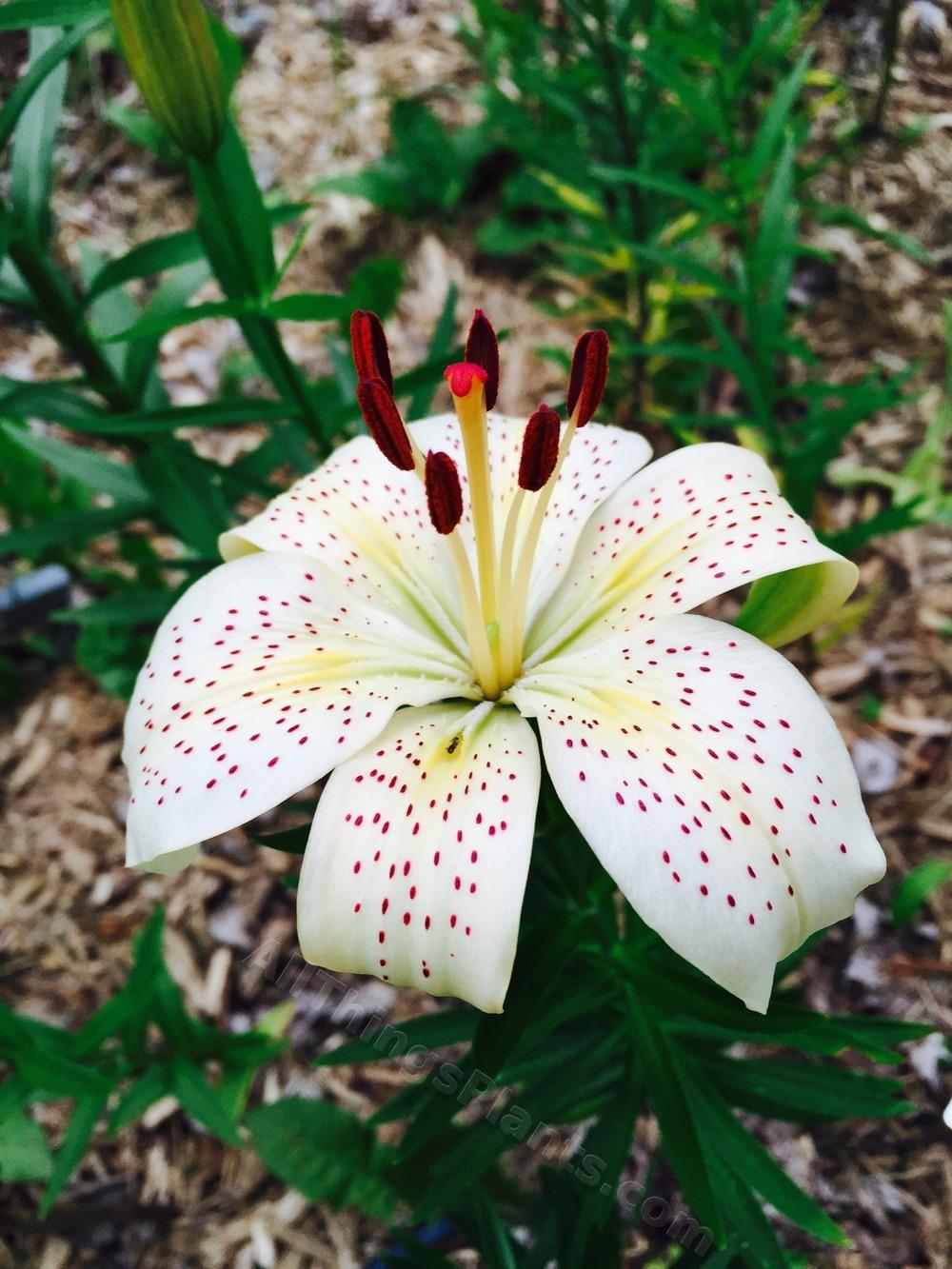 Photo of Lily (Lilium 'Cinnamon Toast') uploaded by magnolialover