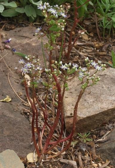 Photo of Azure Stonecrop (Sedum caeruleum) uploaded by plantrob