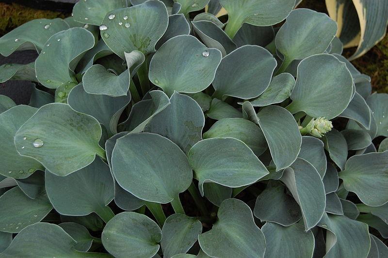 Photo of Hosta 'Blue Mouse Ears' uploaded by robertduval14