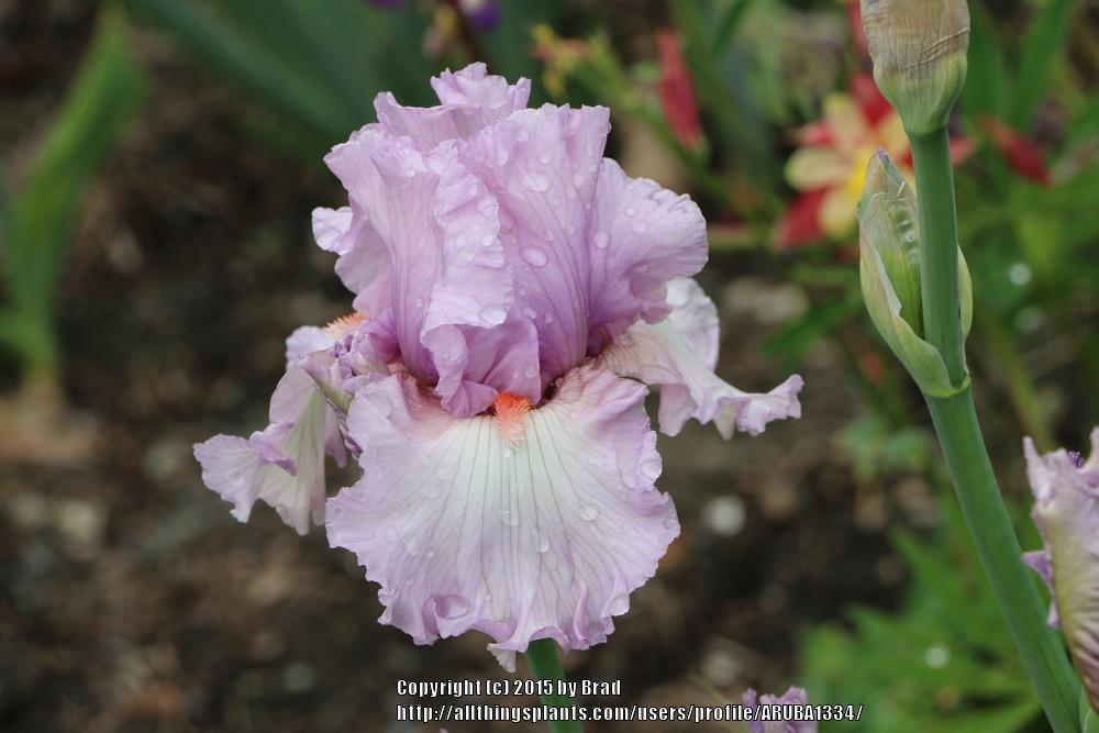 Photo of Tall Bearded Iris (Iris 'Carry Me Home') uploaded by ARUBA1334