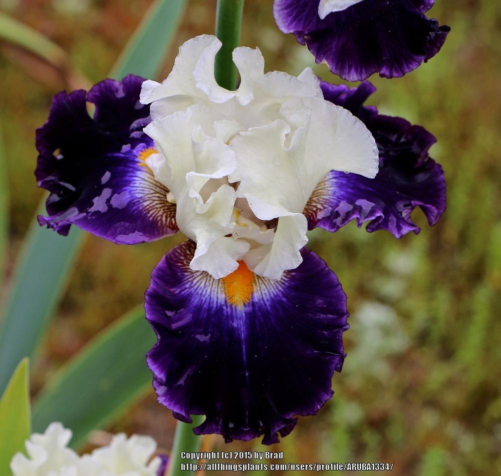 Photo of Tall Bearded Iris (Iris 'Future Ruler') uploaded by ARUBA1334