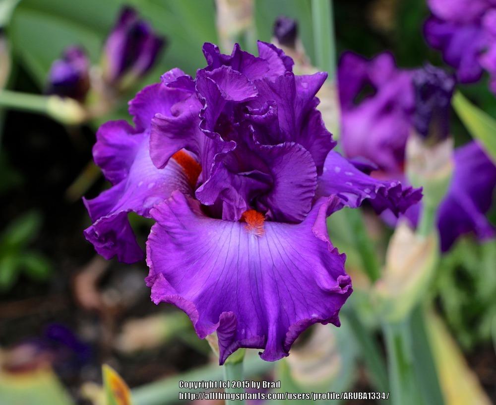 Photo of Tall Bearded Iris (Iris 'Imperial Reign') uploaded by ARUBA1334