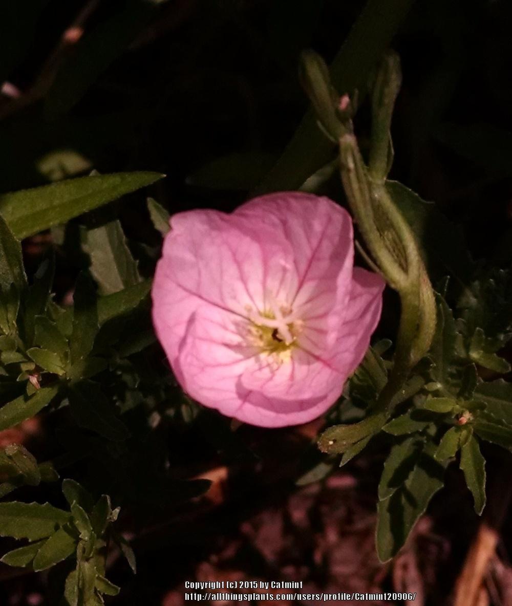 Photo of Pink Evening Primrose (Oenothera speciosa) uploaded by Catmint20906